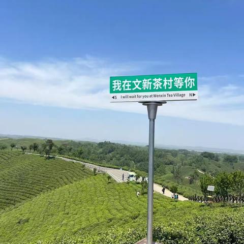 清明踏青，茶香四溢 --优小童教育信阳文新茶园研学之旅