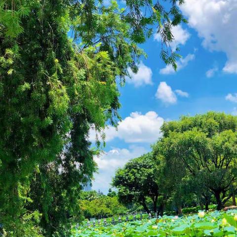 “音”接美好夏日，唱响美丽复小。—— 冕宁县复兴小学音乐兴趣小组