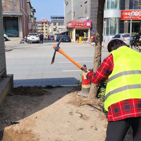 【临潼住建】绿化补植忙       提升颜值不负“青”。