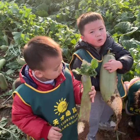 探冬、玩冬、知冬实一一小天才幼儿园让娃娃们田地里过童年