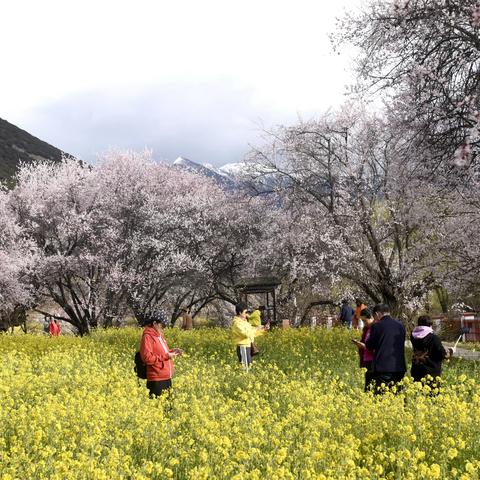 雪山脚下桃花开（影配诗）