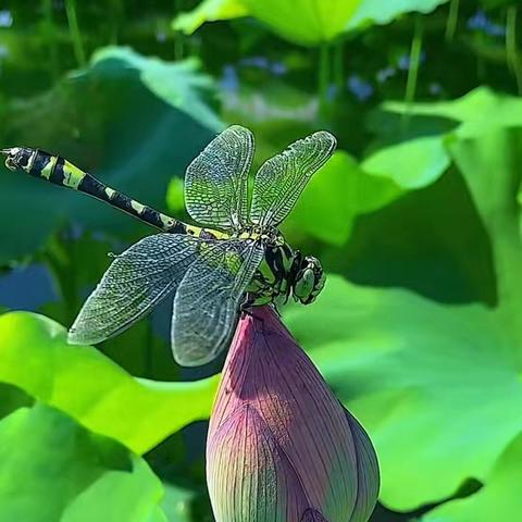 2019105五三班《孩子作业拖拉，原来是这些原因》线上读书交流会