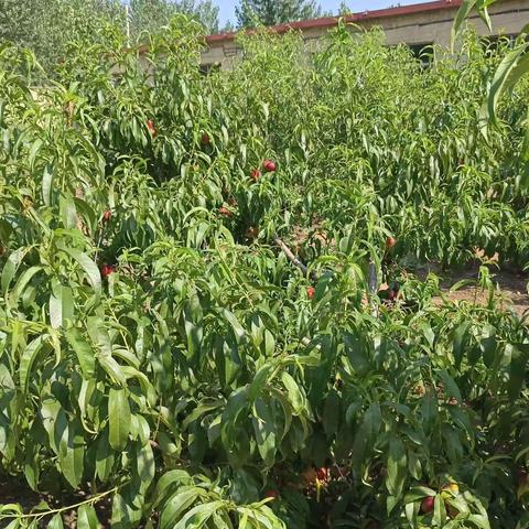 桃花四散飞  桃子压枝垂——记宫里镇白家庄联办小学蟠桃丰收节活动