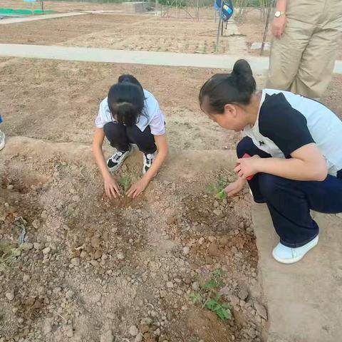 春种希望，劳动育人 吴堡二小四年级(2)班劳动实践活动