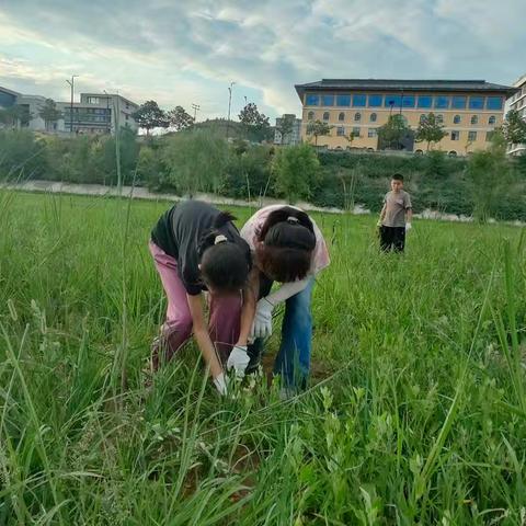 四年级拔草实践记：在泥土里收获成长