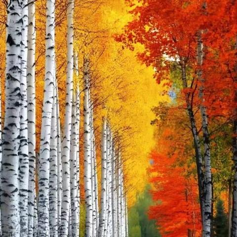 用心服务，把爱延时—木洞镇中心幼儿园小班段延时篇