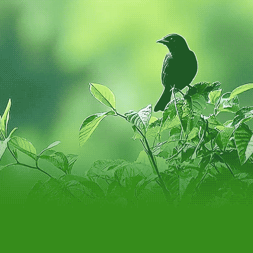 绿色殡葬：让生命回归自然的诗意栖居