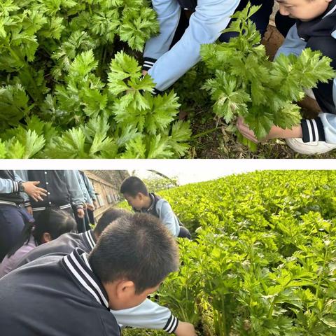 以“劳”树德，以“劳”育美-记内蒙古师范大学附属学校初一年级劳动实践教育活动