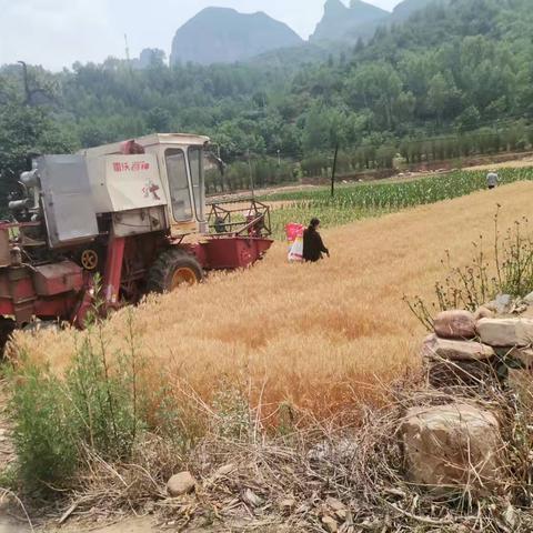 夏日麦田里的丰收画卷