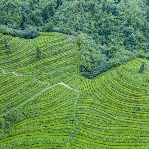 春茶飘香  萌娃茶旅体验