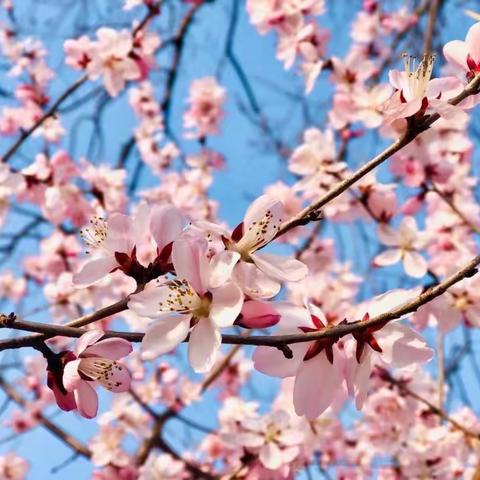 优课评比展风采  百花齐放竞芳菲——2023年临沂市小学语文优质课评比活动简记