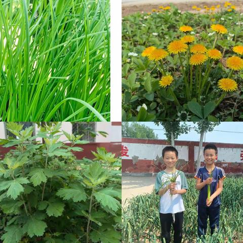 石佛镇小学陈集校区劳动实践基地五月刊