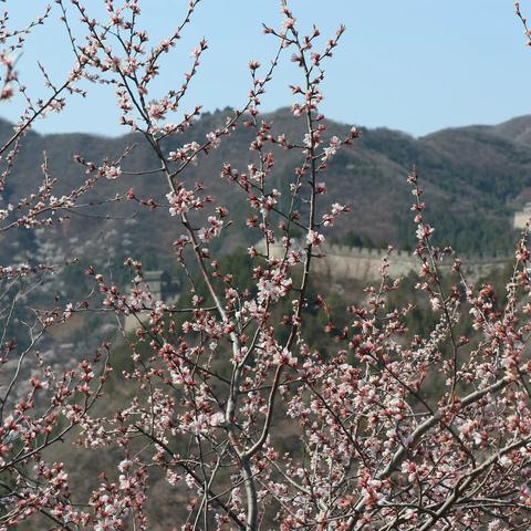 春游居庸关花海，探延庆古崖居