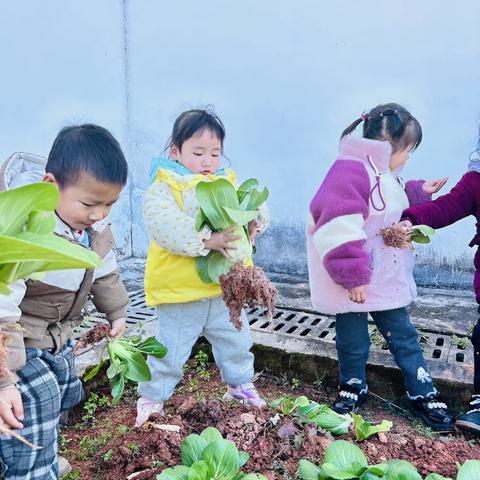 蔬菜进行曲——左安镇中心幼儿园白菜自然教育