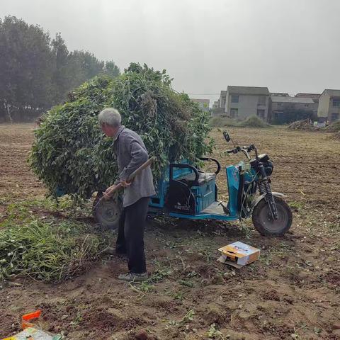【新时代文明实践 铜山在行动】收花生