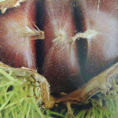 拉姆拉翠姆增产套餐如何赢得板栗种植户高度认可