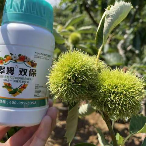 拉姆拉品牌在河北板栗区大放光彩