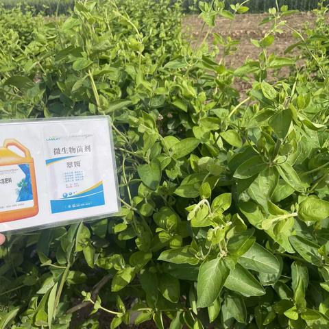 金银花使用拉姆拉翠姆赢得河北客户认可