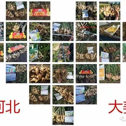 实力打造产品，品质赢得人心—拉姆拉助力河北大姜高产