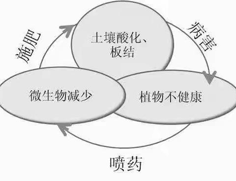 拉姆拉火爆单品--颗粒微生物菌剂翠姆五防（壳寡糖型）如何火爆河北板栗市场