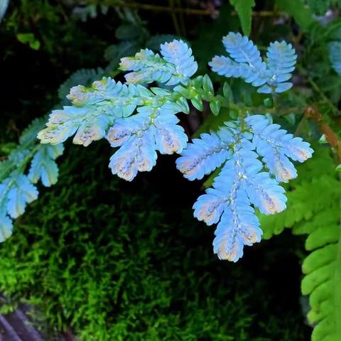 区投促局局长张海梁到天桥东街街道调研重点项目