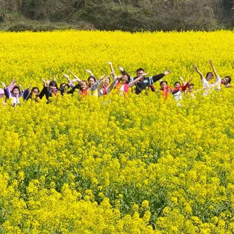春日艾香里，劳动绽光芒——二鲤小学综合实践活动