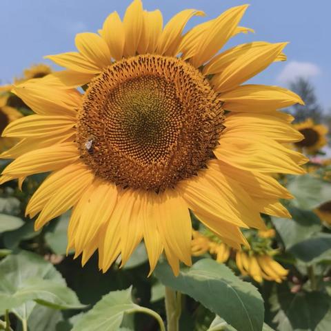 【太阳花物业】2025年6月员工风采