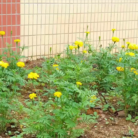 环境整治人人抓，宜居乡村处处花——永汉镇梅州小学“小手拉大手”人居环境整治活动