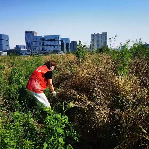 上林街道上林北路社区：我为群众办实事 助农收油菜籽
