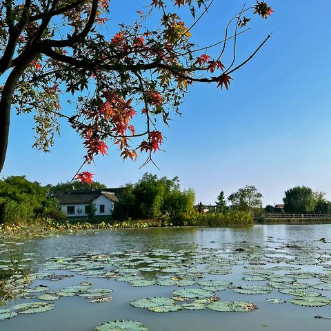 10月18日花开海上、明月山塘、廊下郊野公园摄影实习课