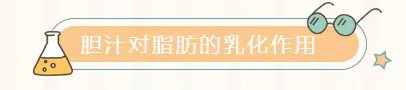 海口九中生物学第二课堂——探究胆汁的乳化作用