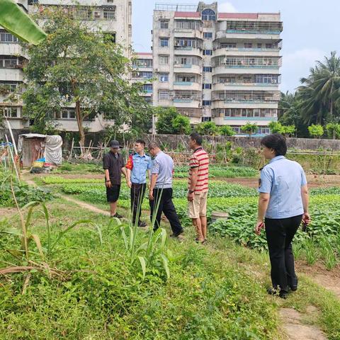 蓝天街道开展非法种植制毒原植物踏查铲除工作