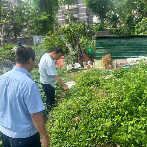 蓝天街道开展非法种植制毒原植物踏查铲除工作