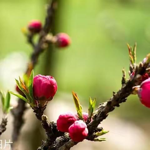 盛世龙年吉祥如意（副本）