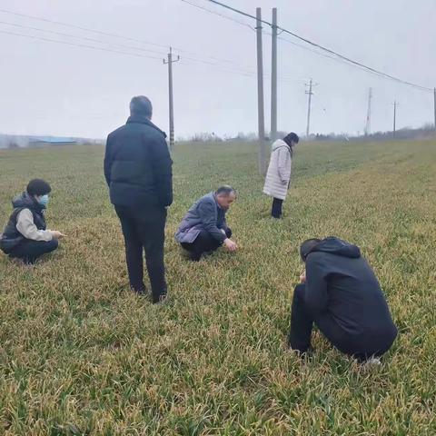 嵯峨镇小麦田间管理及花椒培训工作