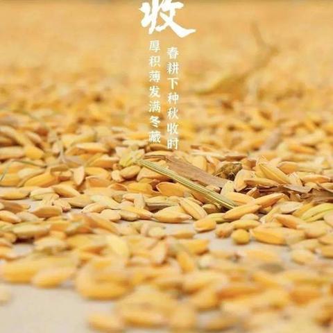 嵯峨镇致广大农民朋友的一封信