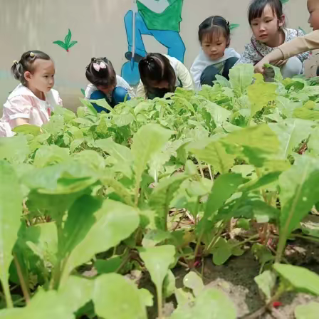 享受自然，遇见美好——多宝中心幼儿园小（3）班种植美篇