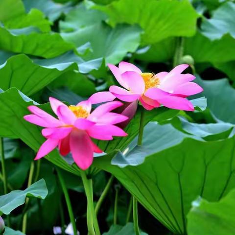 师恩难忘 深情祝愿