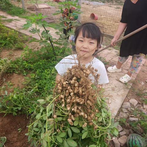 乐享丰收，好事“花生”——临颍县颍川教育集团台陈镇梁阁幼儿园花生采摘活动