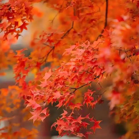 民盛·盛世豪庭11月份工作简报