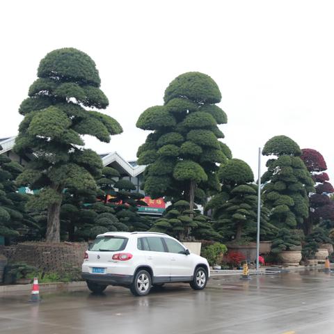 中栋国际花木城（图集）