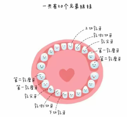 【卫生保健】爱护口腔 从我做起