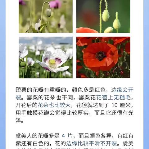 罂粟与大麻科普：认识危害 共筑健康防线