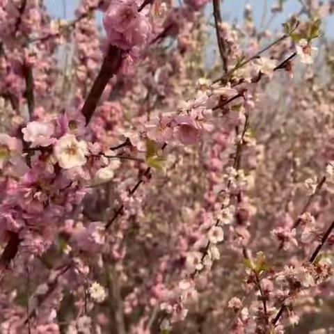 春游踏青，放飞心情——齐河县机关第一幼儿园观澜分园大班组踏青活动