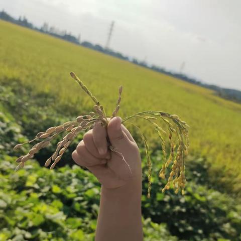 10月阳光幼儿园小班重阳敬老