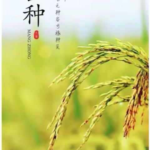 芒种芒种🌾🌾幸福播种 —— 华兴幼儿园第一分园中班芒种主题活动