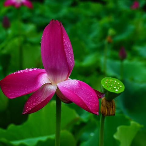 雨中赏荷