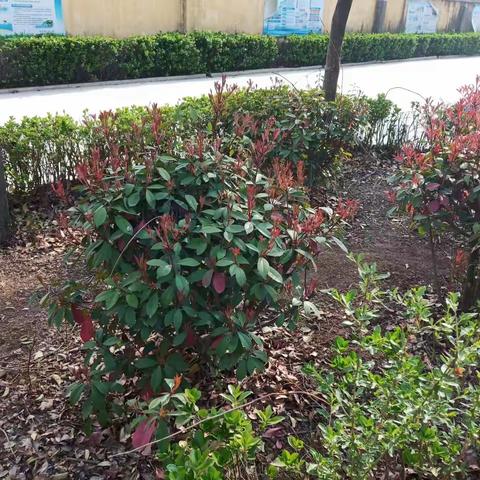 寻找校园中的春