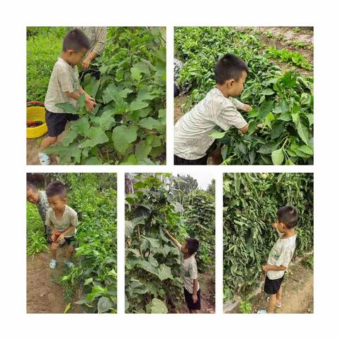 金山小学2022年暑期劳动实践活动