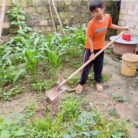 学农促成长，劳动最光荣——博白县旺茂镇玉李村小学开展学农实践活动